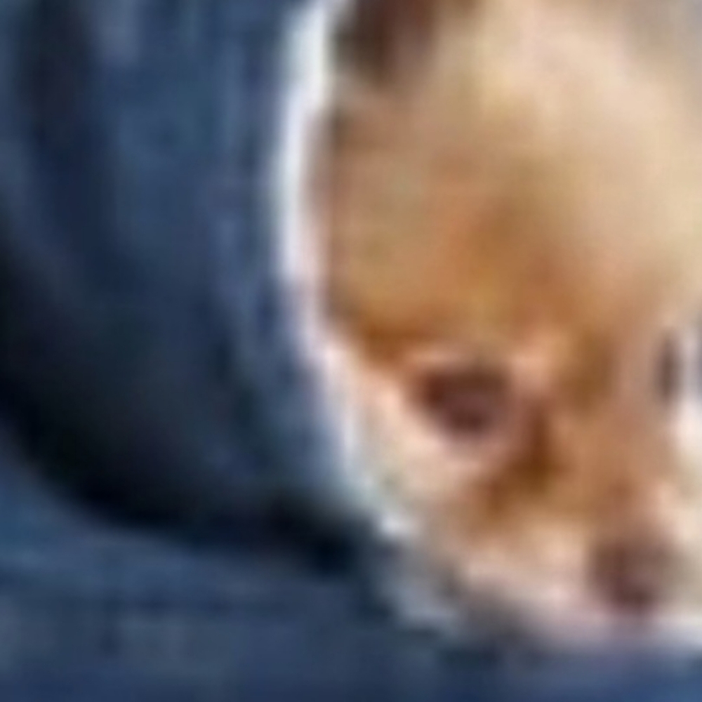 Doggy carry bag